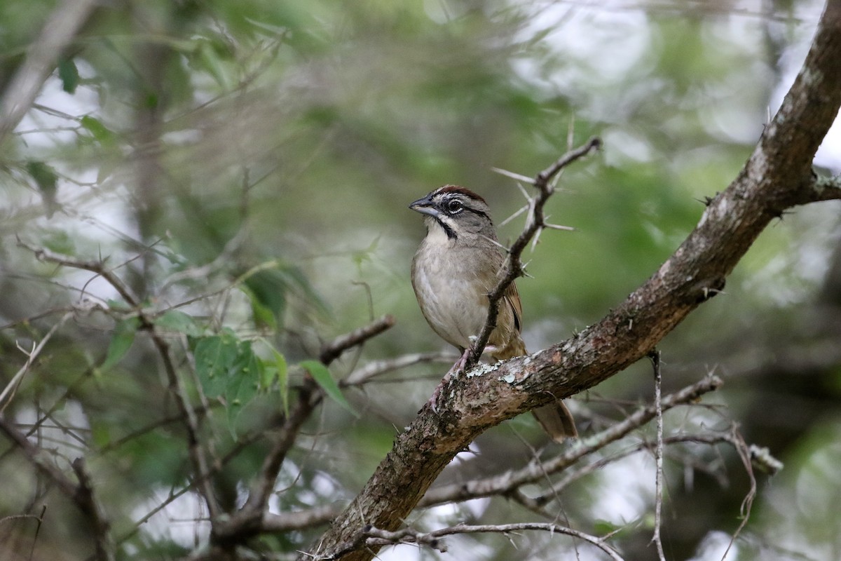 Rusty Sparrow - ML341962011