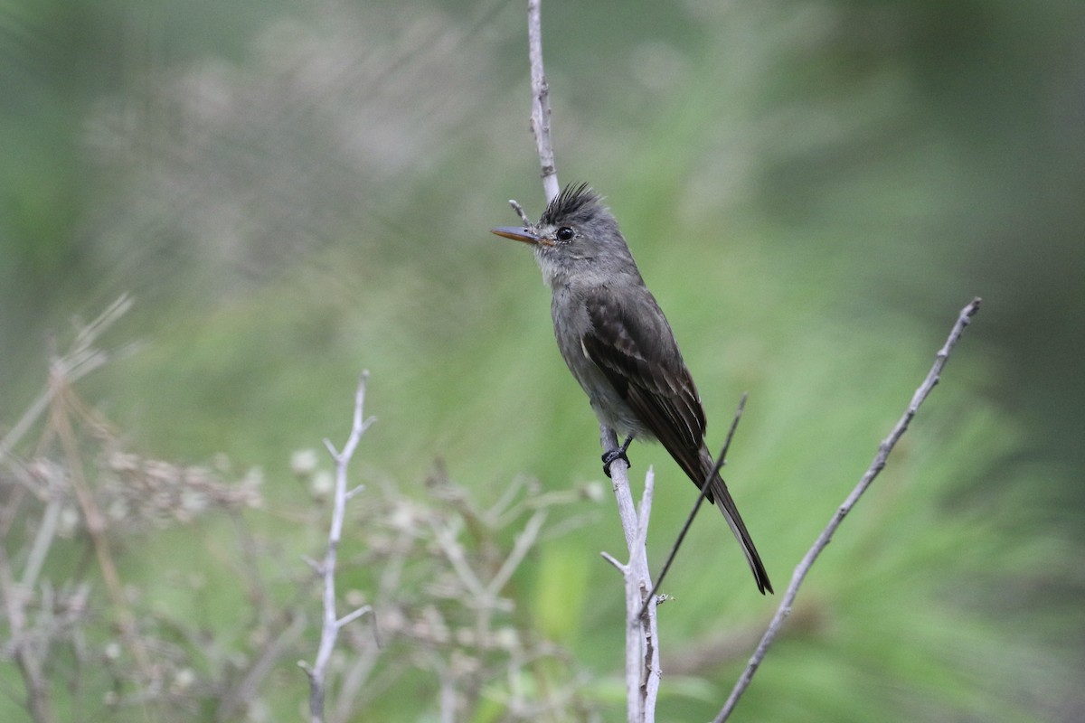 Greater Pewee - ML341963251