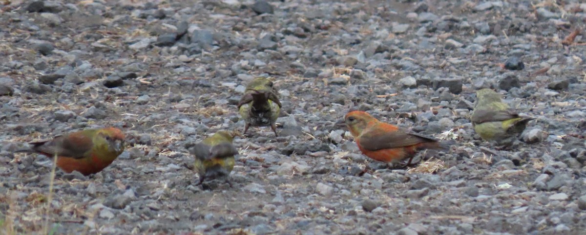 Red Crossbill - ML341964031