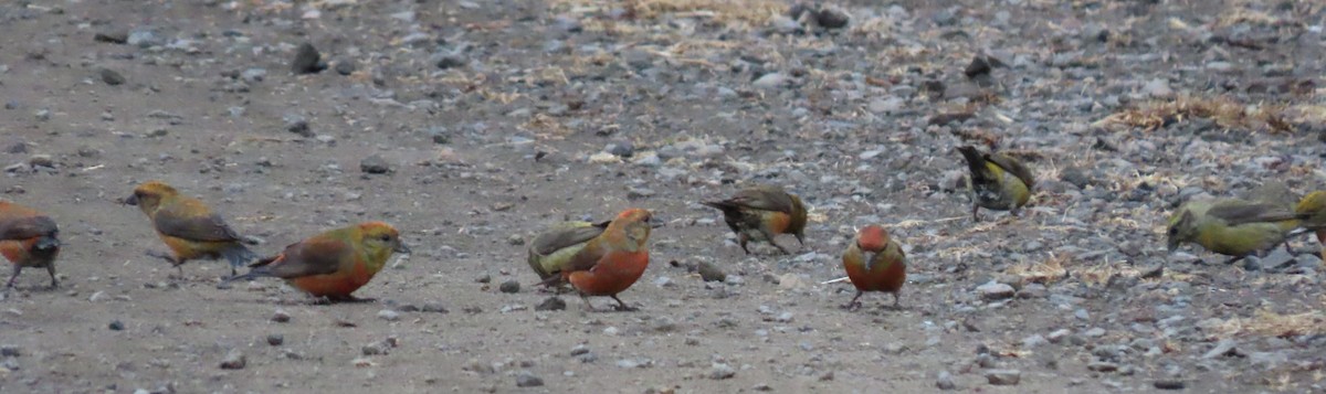 Red Crossbill - ML341964041