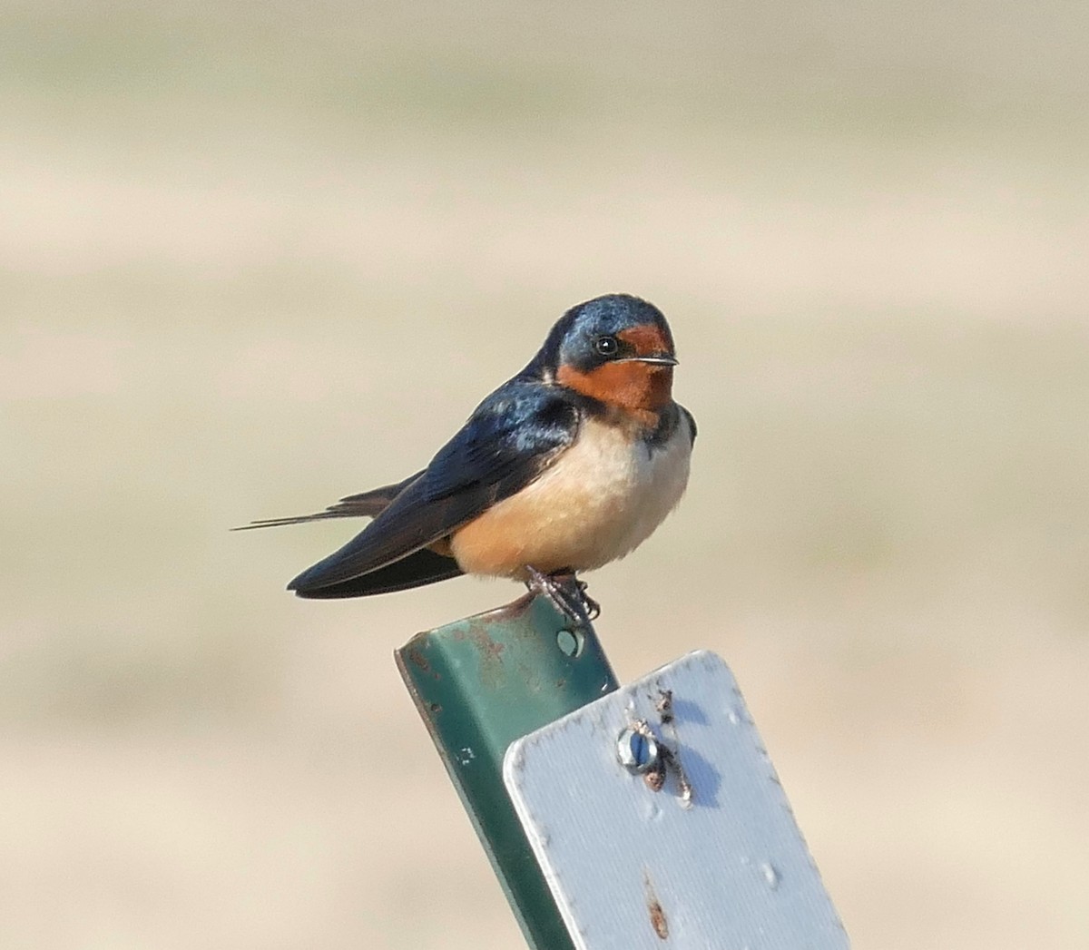 Barn Swallow - ML341965731