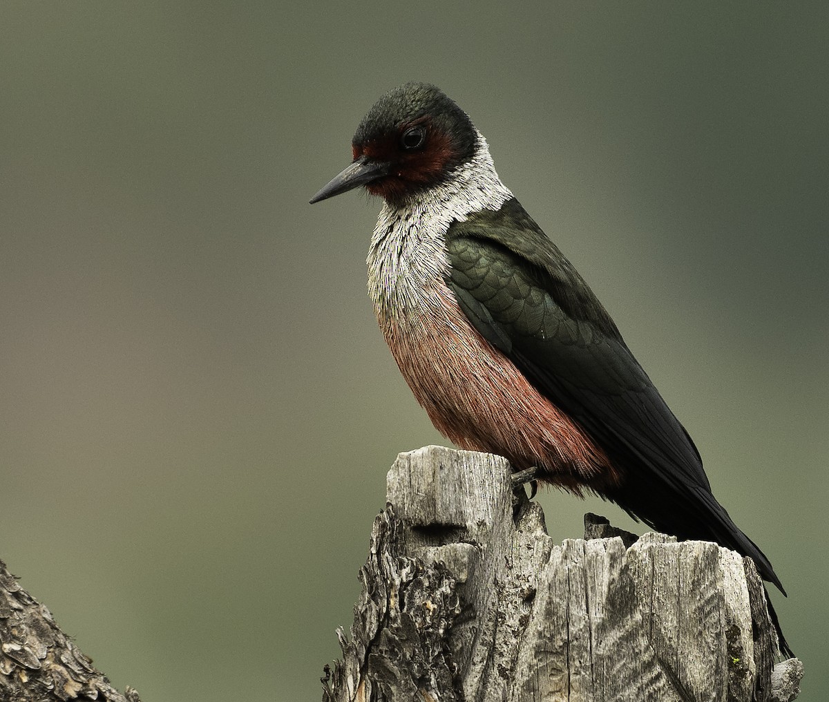 Lewis's Woodpecker - ML341966301