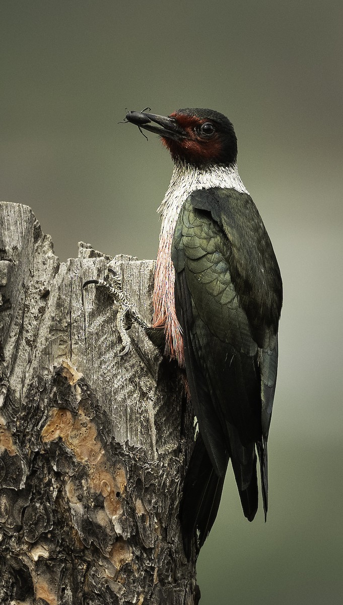 Lewis's Woodpecker - ML341966311