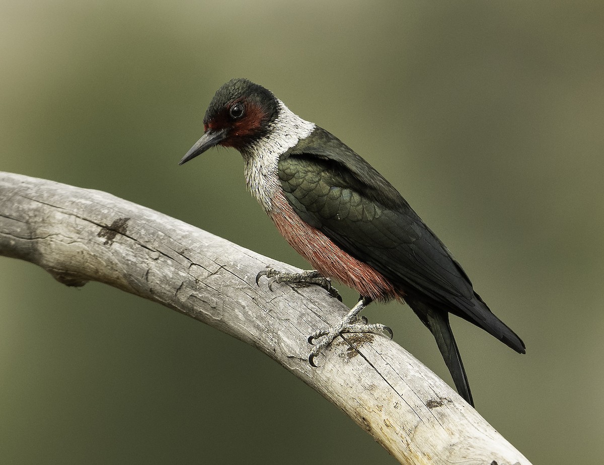 Lewis's Woodpecker - ML341966331