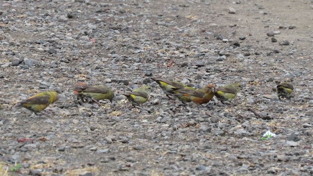 Red Crossbill - ML341966381