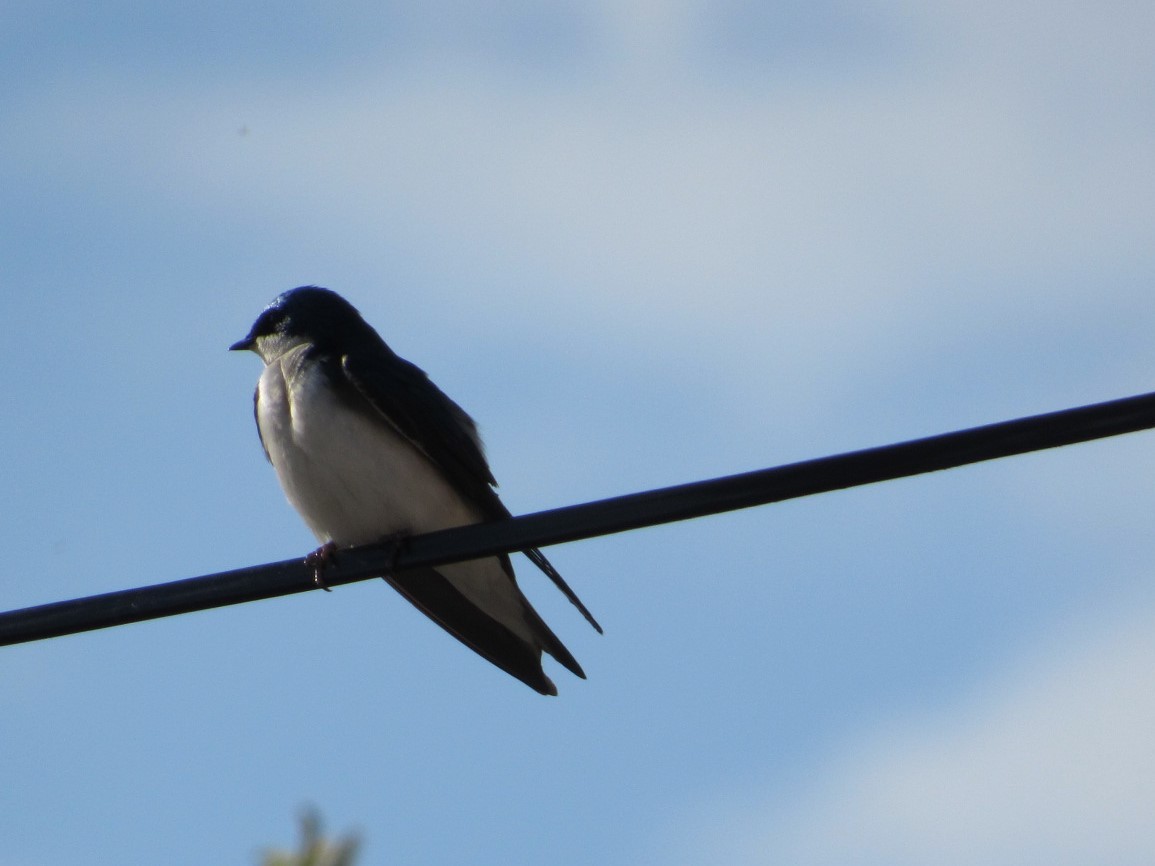 Tree Swallow - ML341966721