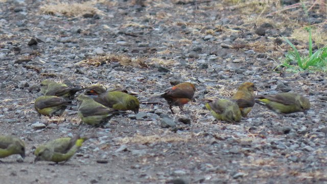 Red Crossbill - ML341966871