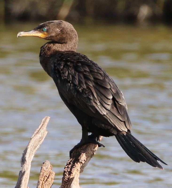 Neotropic Cormorant - ML341967741