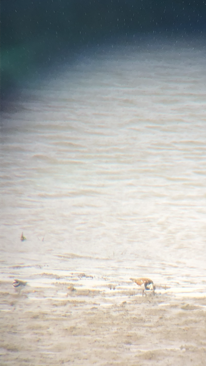 Ruddy Turnstone - ML341968061