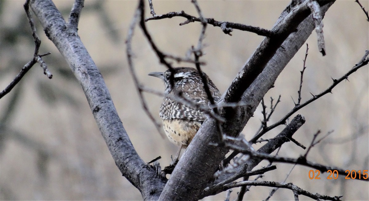 Cactus Wren - ML341968721