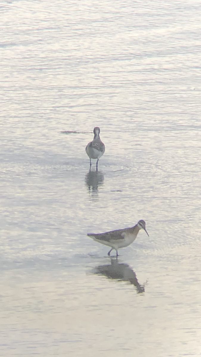 Wilson's Phalarope - ML341968911