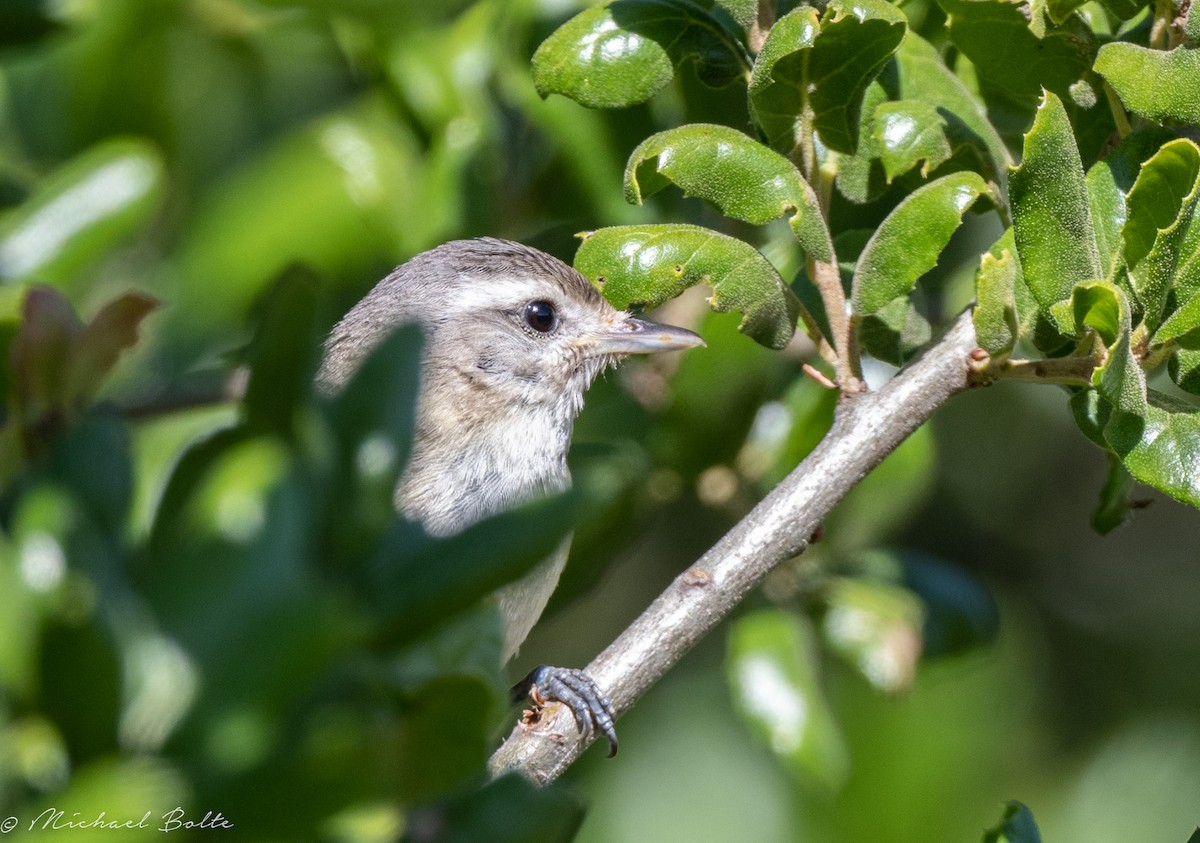 Warbling Vireo - Michael Bolte