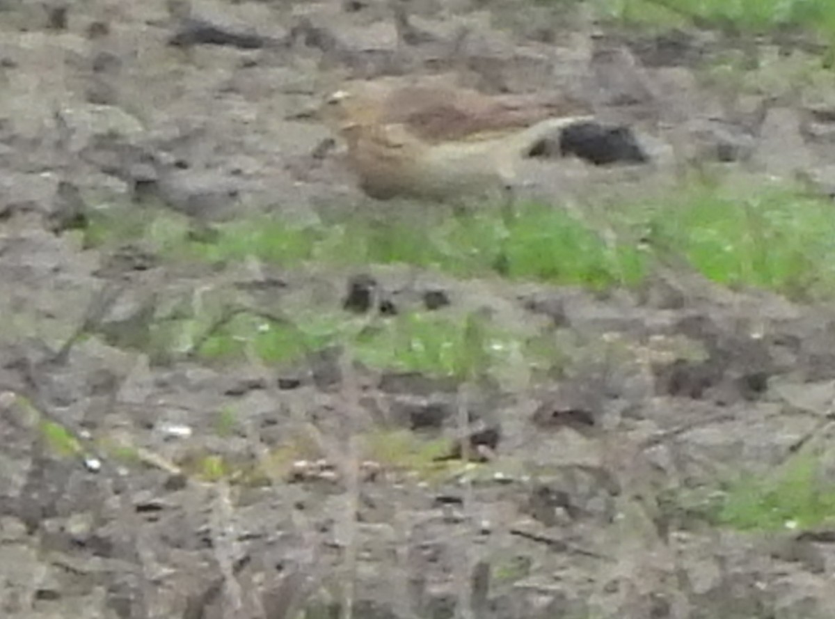 American Pipit - ML341969181