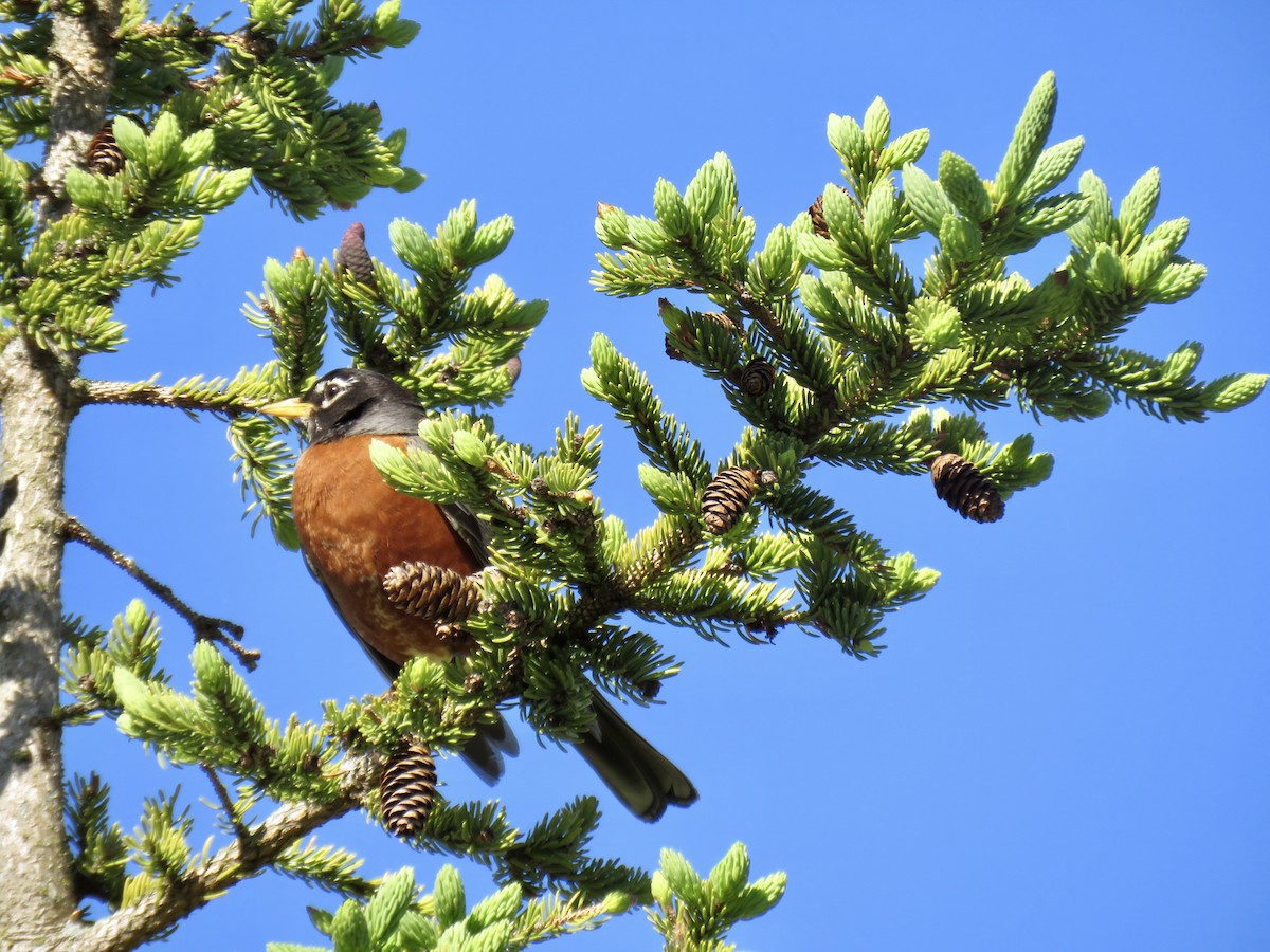 American Robin - ML341971881