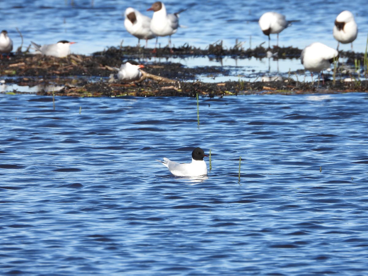 Little Gull - ML341972211