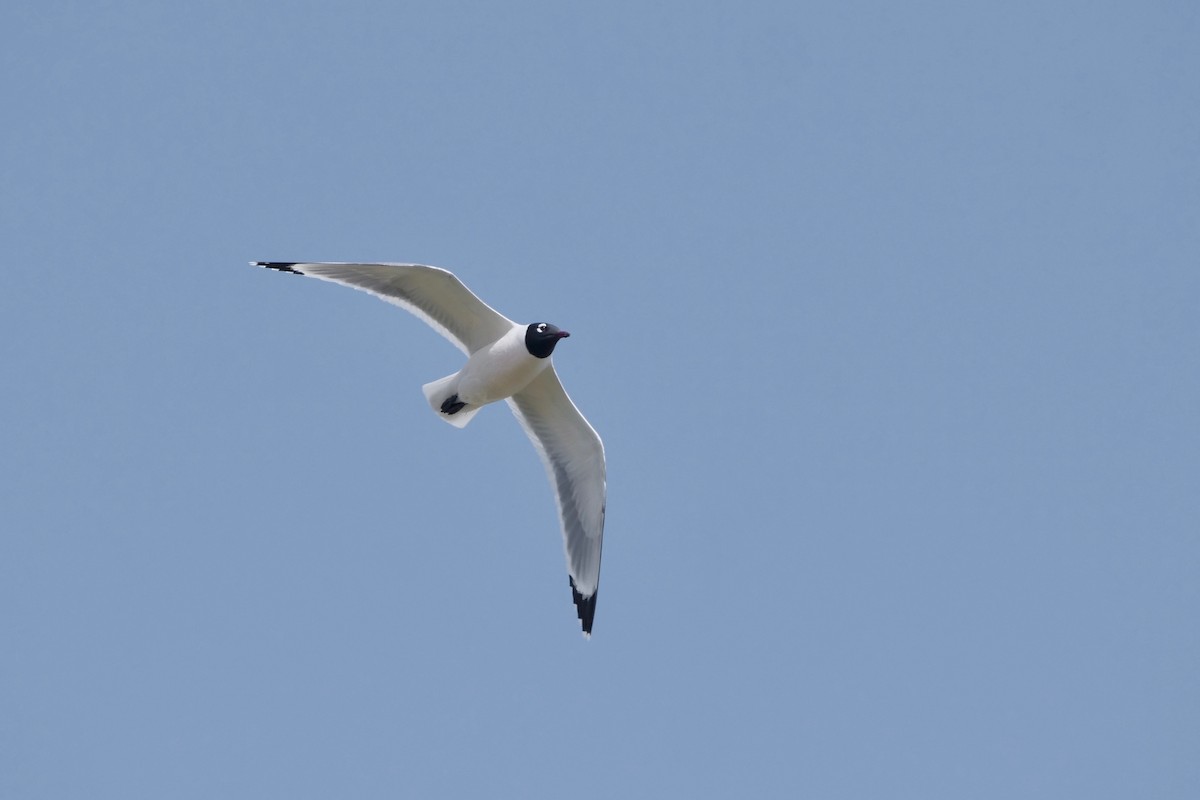 Franklin's Gull - ML341974281