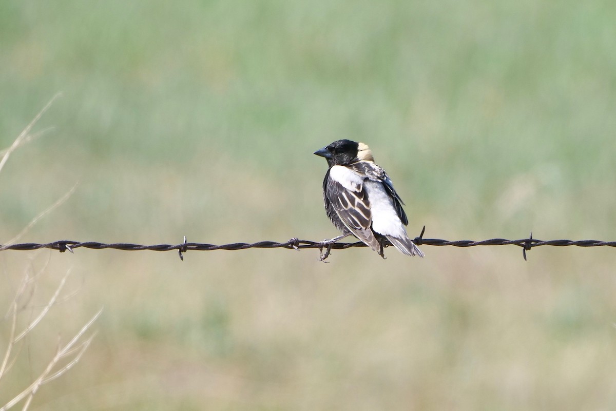 Bobolink - ML341974491