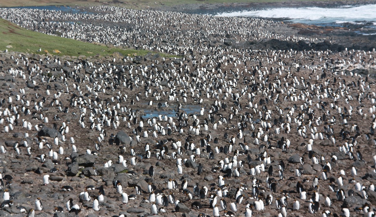 Macaroni Penguin - ML34197531