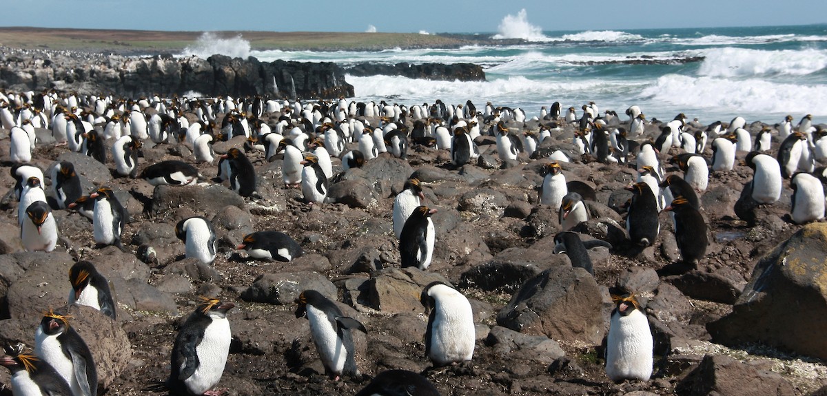 Macaroni Penguin - ML34197571