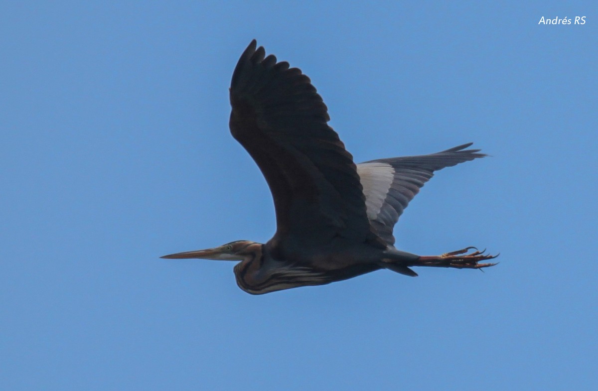 Purple Heron - ML341976211