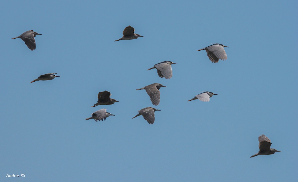 Black-crowned Night Heron - ML341976301