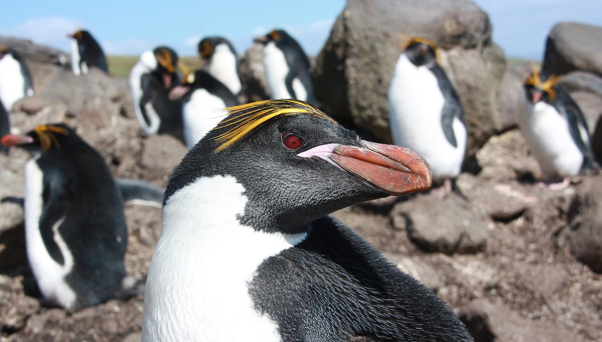 Macaroni Penguin - Maxime Aubert