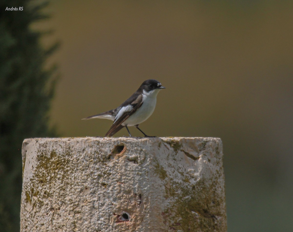 European Pied Flycatcher - ML341978101