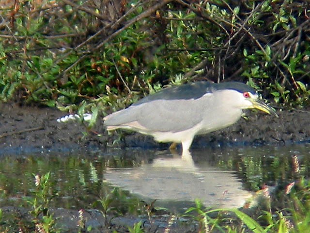 Black-crowned Night Heron - ML34198211