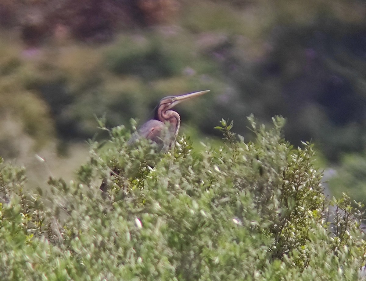 Purple Heron - ML341983361