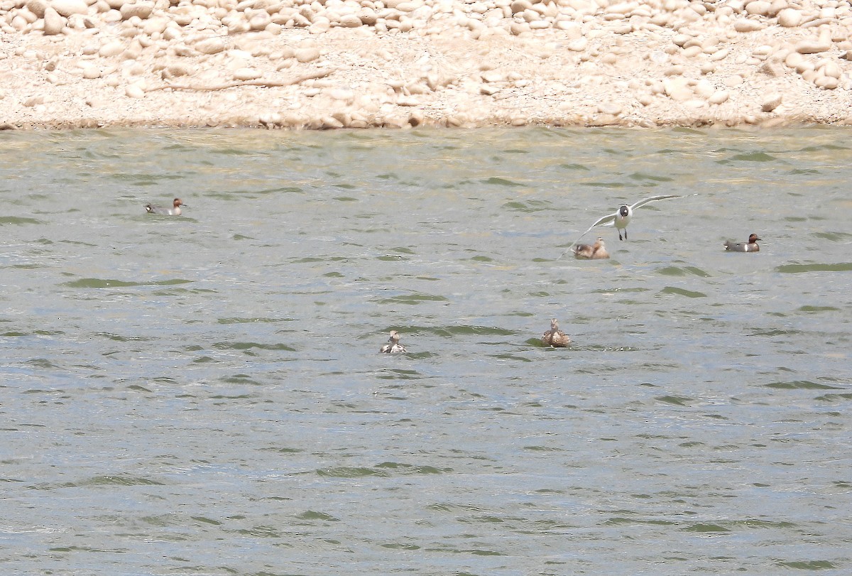 Green-winged Teal - Glenn Pearson