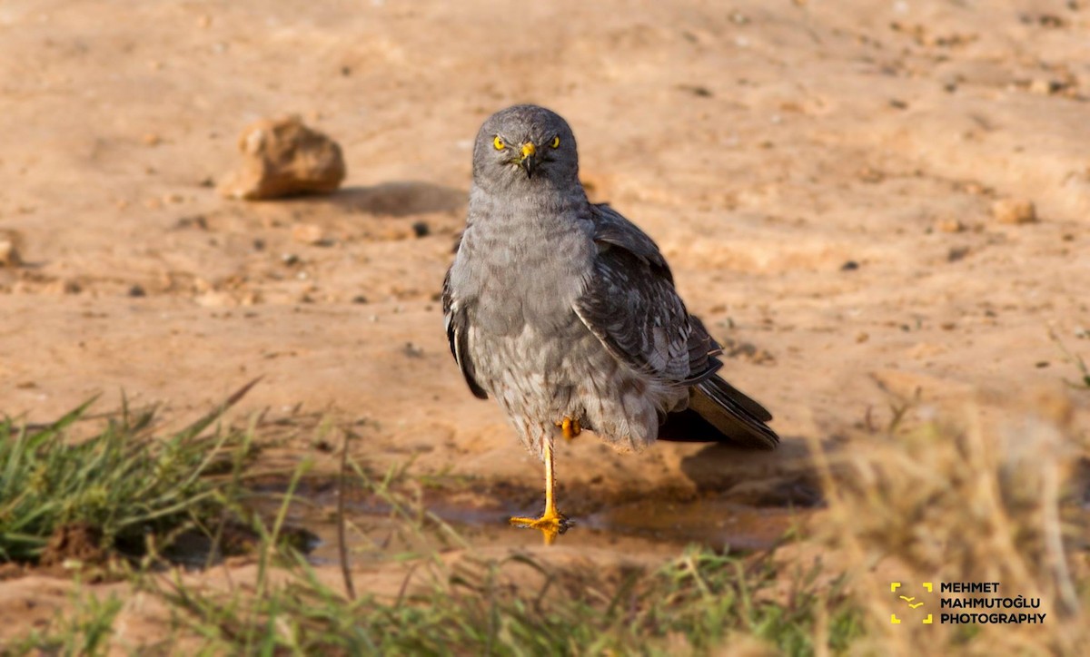 Montagu's Harrier - ML34198701