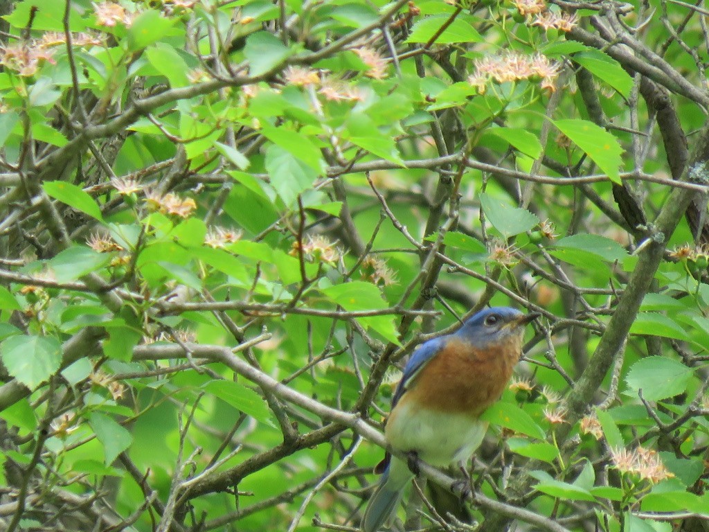 Eastern Bluebird - ML341987941