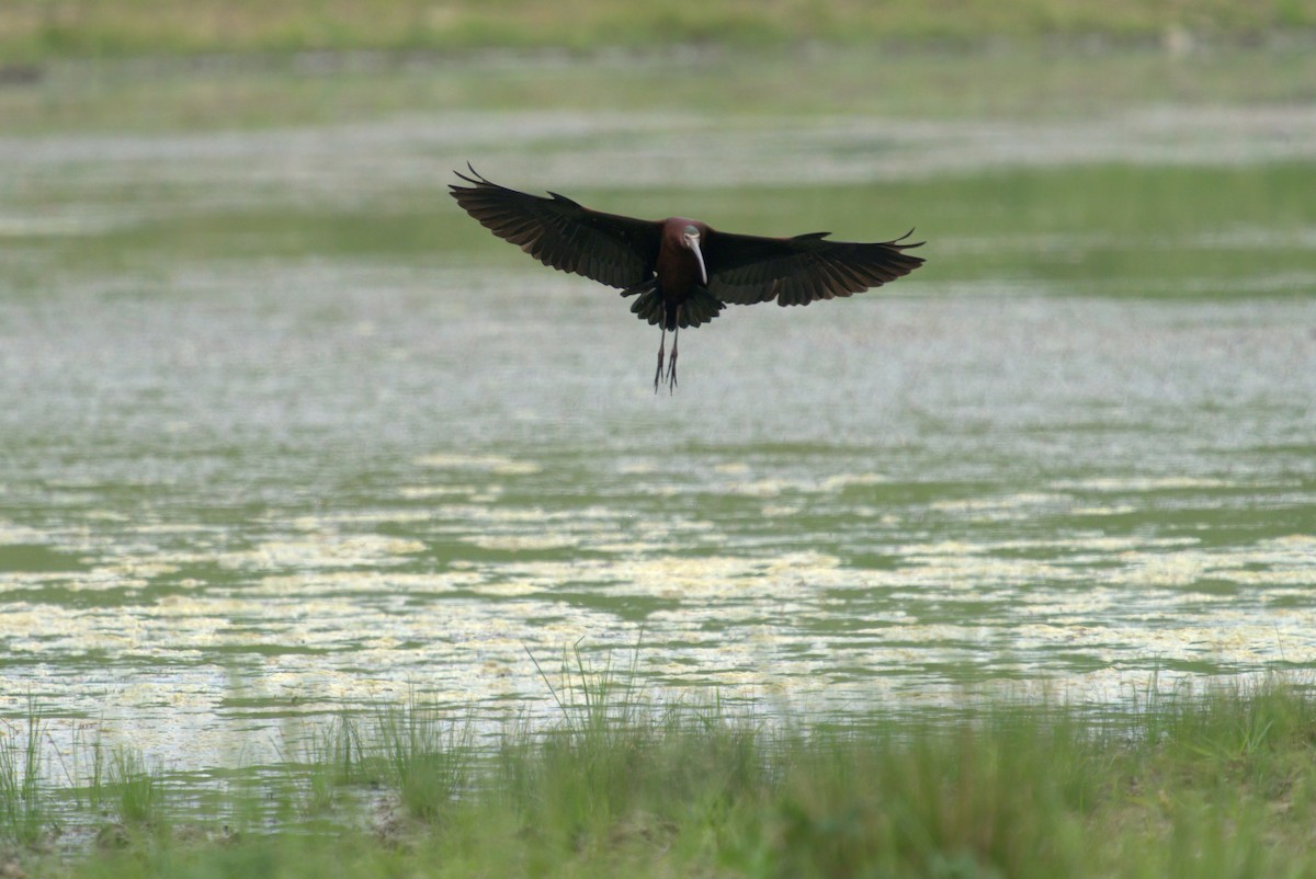 White-faced Ibis - ML341988321