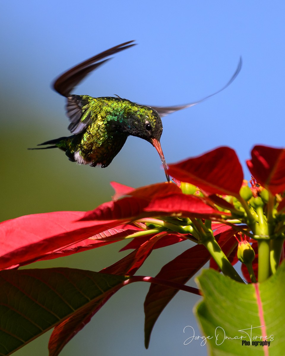 Glittering-bellied Emerald - Jorge Omar Torres