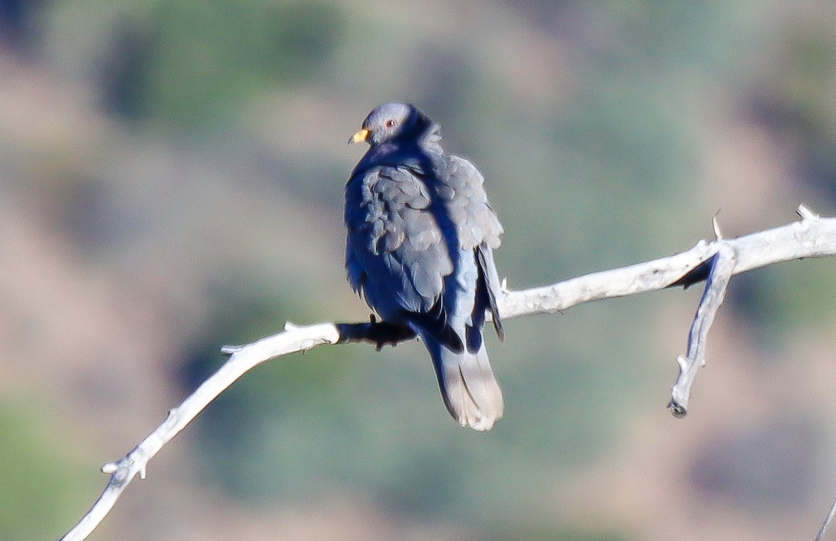 Band-tailed Pigeon - robert bowker