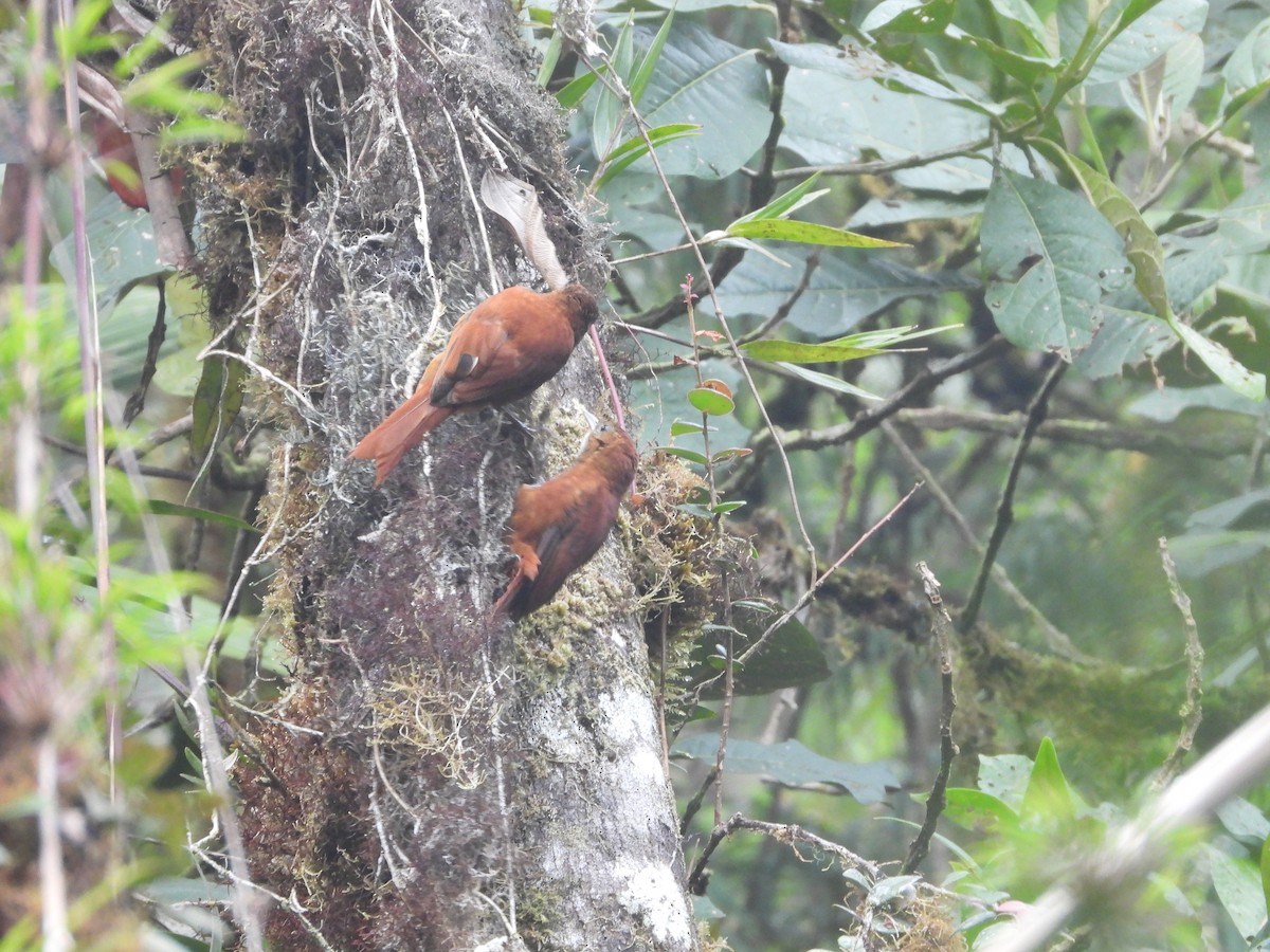 Fulvous-dotted Treerunner - ML341990951