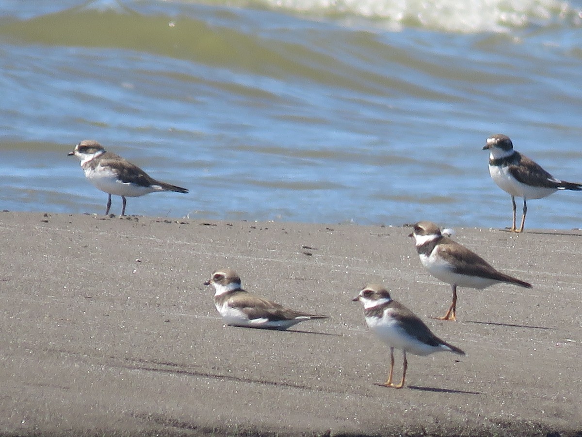 Semipalmated Plover - ML34199171