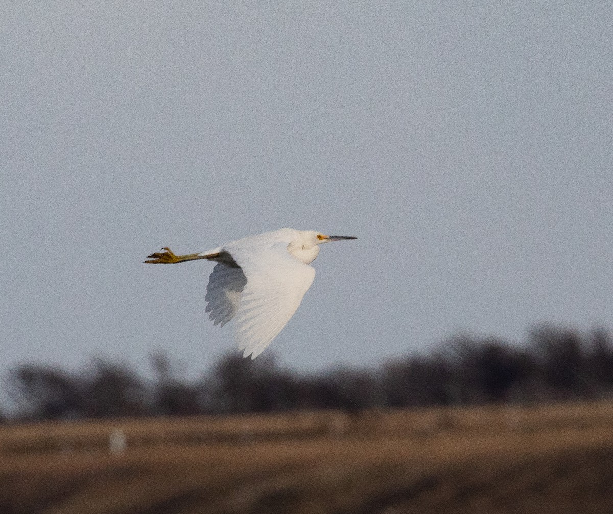 Snowy Egret - Santiago Imberti