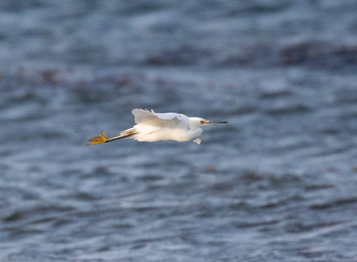 Aigrette neigeuse - ML341991931