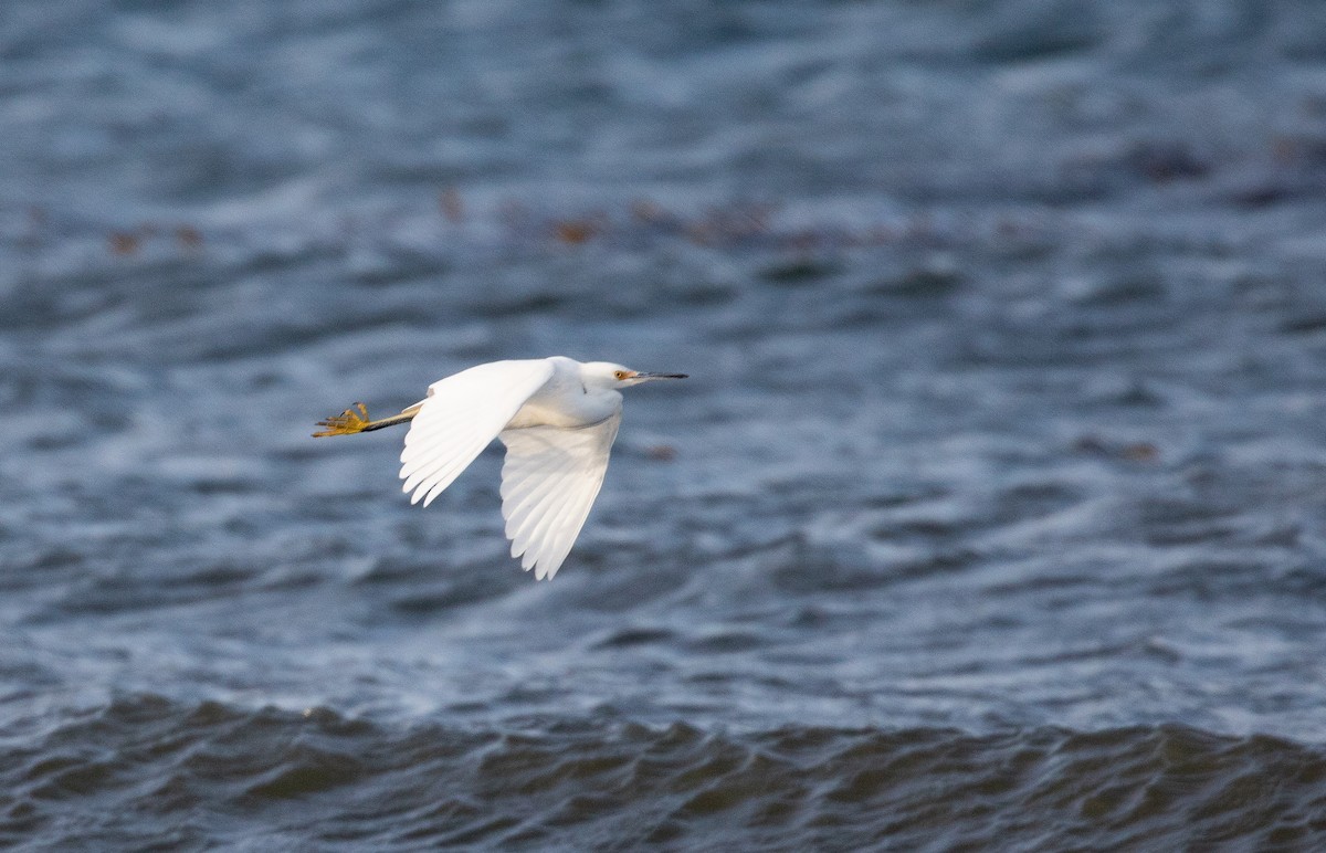 Aigrette neigeuse - ML341991951