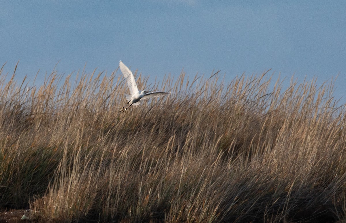 Snowy Egret - ML341992001