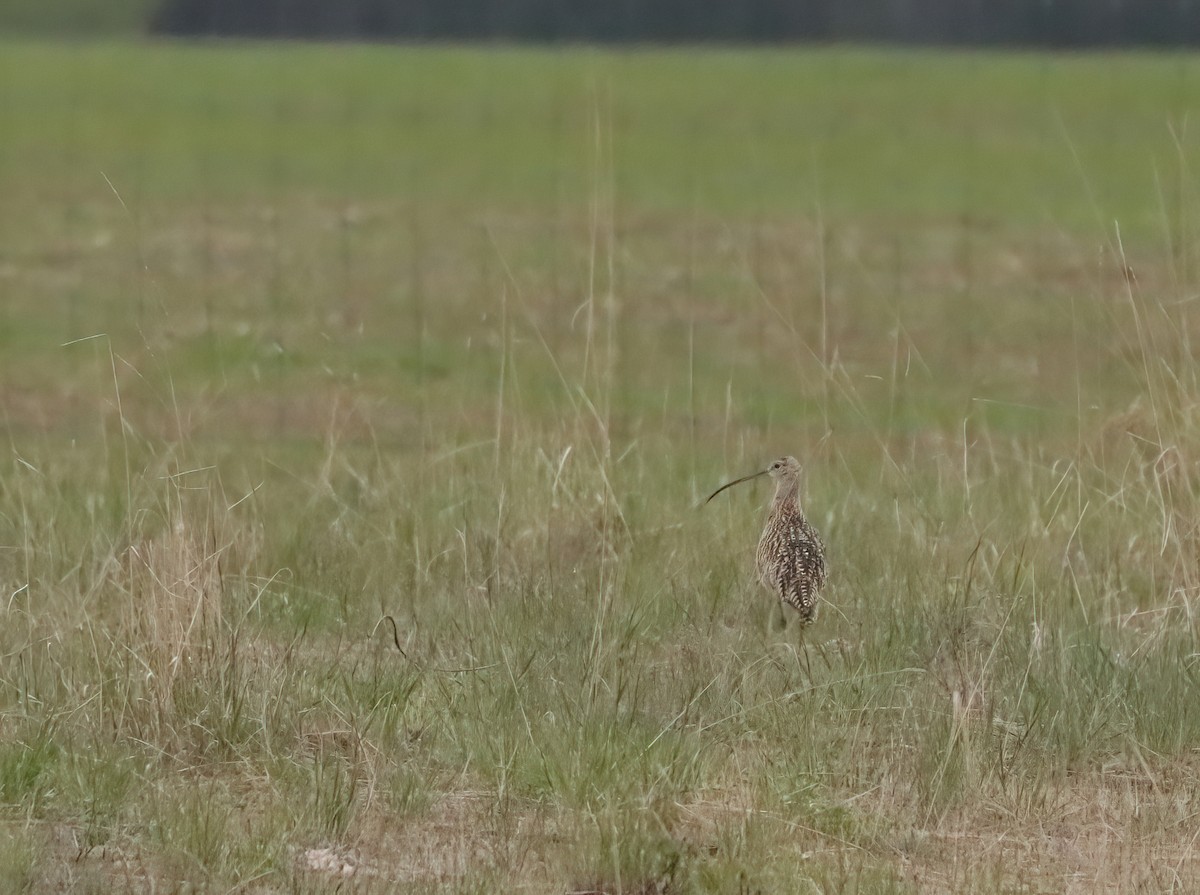 Long-billed Curlew - ML341992021