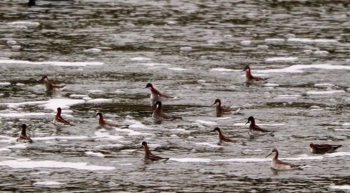 Red-necked Phalarope - ML341992931