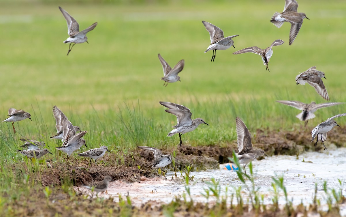 White-rumped Sandpiper - Kevin Wilson