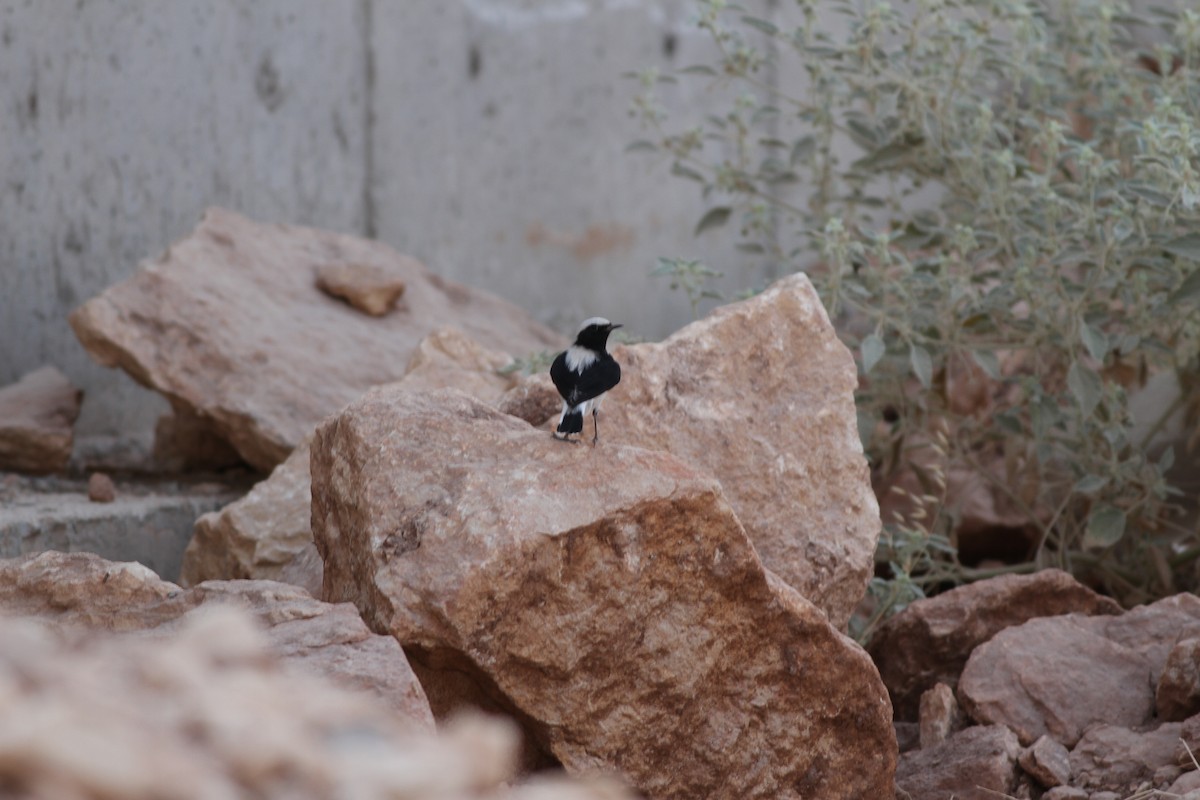 Finsch's Wheatear - ML34199341