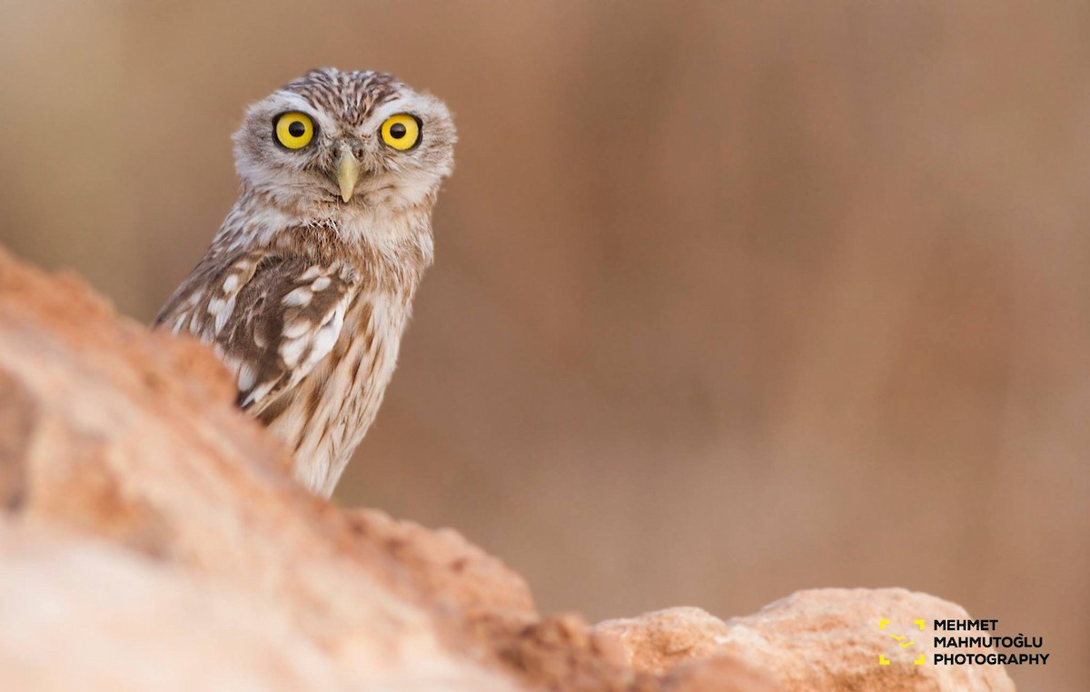 Little Owl - Mehmet Mahmutoğlu