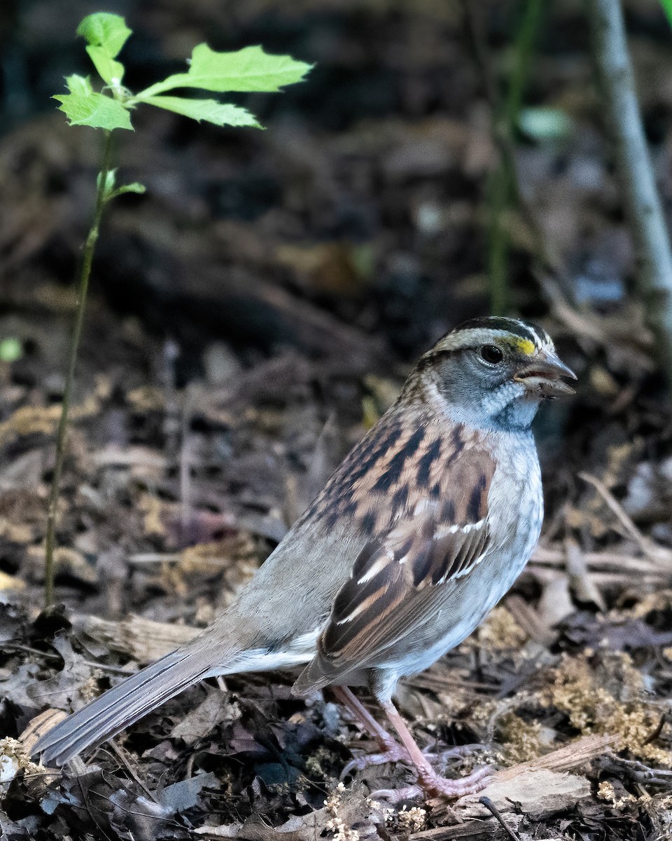 White-throated Sparrow - ML341994741