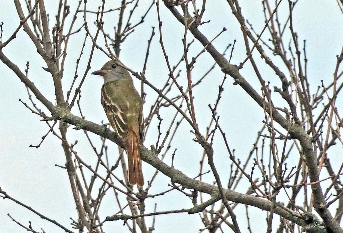 Great Crested Flycatcher - ML341998231