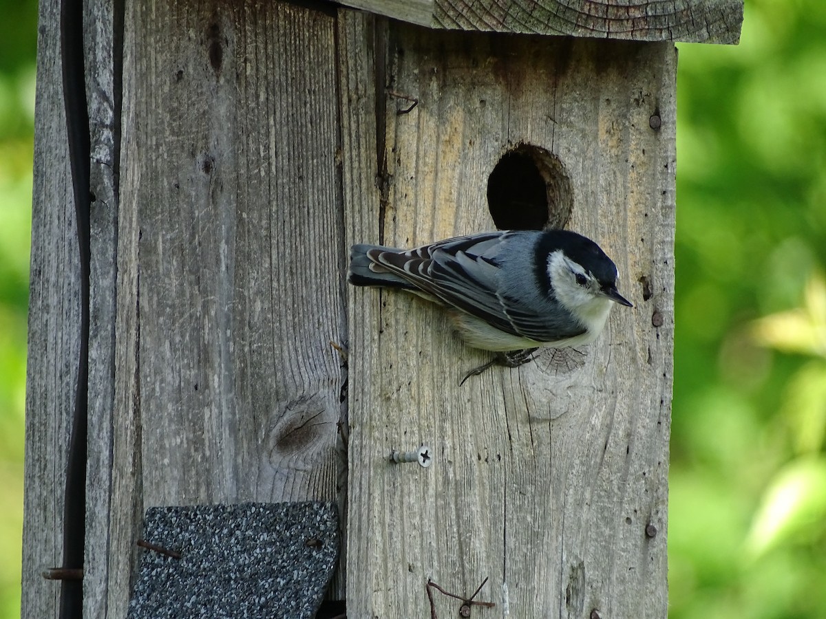 White-breasted Nuthatch - Christina G