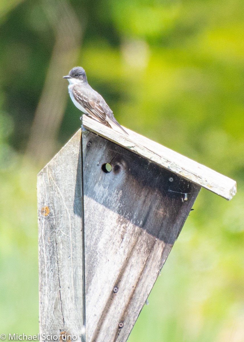 Eastern Kingbird - Michael Sciortino